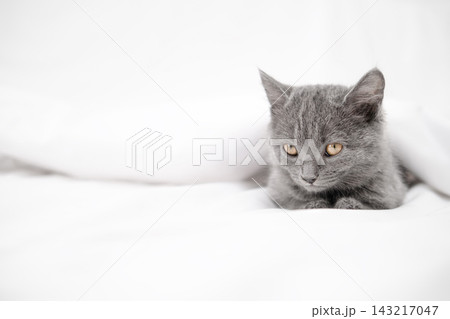 Cute British Shorthair gray kitten lying on a white blanket Cute British Shorthair gray kitten lying on a white blanket 143217047