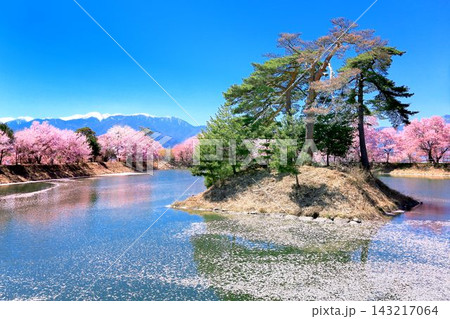 六道堤の桜 143217064