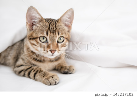 Cute Bengal kitten sitting on a white blanket and looking at camera 143217102