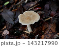 クサウラベニタケ 143217990