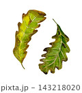 a watercolor illustration of green colorful oak leaf on a white background 143218020