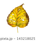 birch leaf autumn yellowed fallen high quality illustration on a white background an element for the 143218025