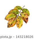 A watercolor illustration of an autumn rosehip leaf. A detailed botanical illustration in bright orange, red, yellow, and green autumn tones.  143218026
