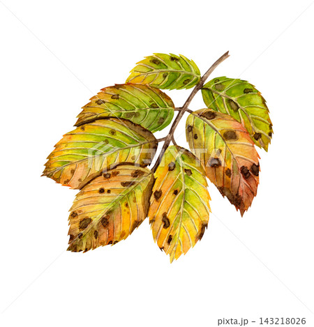 A watercolor illustration of an autumn rosehip leaf. A detailed botanical illustration in bright orange, red, yellow, and green autumn tones. A watercolor illustration of an autumn rosehip leaf. A detailed botanical illustration in bright orange, red, yellow, and green autumn tones. 143218026