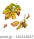 A watercolor illustration featuring yellow rosehip leaves with red berries on a white background 143218027