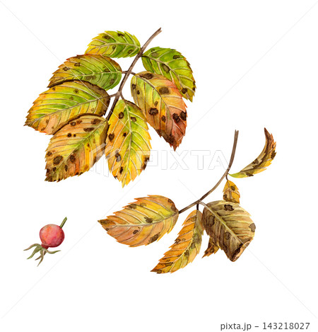 A watercolor illustration featuring yellow rosehip leaves with red berries on a white background 143218027