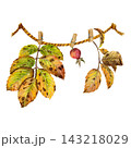 Watercolor autumn rosehip leaves hanging on a clothesline with clothespins, botanical illustration isolated on a white background. 143218029