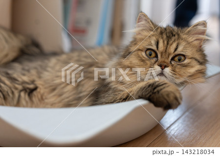 くつろぐ可愛い猫 ペルシャ猫 くつろぐ可愛い猫 ペルシャ猫 143218034