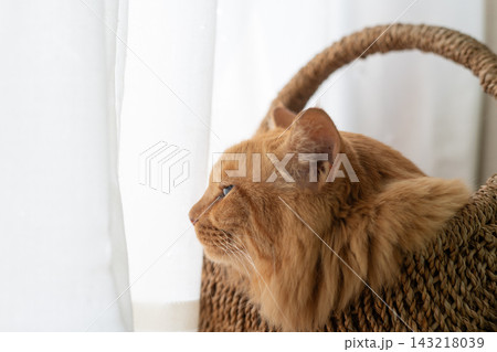 窓辺で眠る猫　茶トラ猫 143218039
