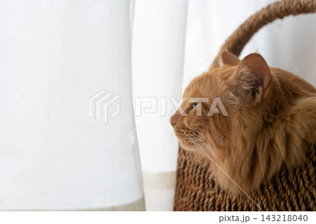 窓辺で眠る猫　茶トラ猫 143218040