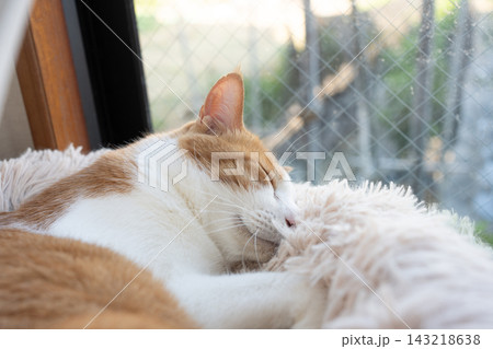 眠る猫　茶トラ白 143218638