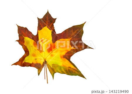 Yellow on brown,two autumn maple leaves on white Yellow on brown,two autumn maple leaves on white 143219490