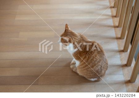 可愛い猫の後ろ姿 茶トラ白 可愛い猫の後ろ姿 茶トラ白 143220284