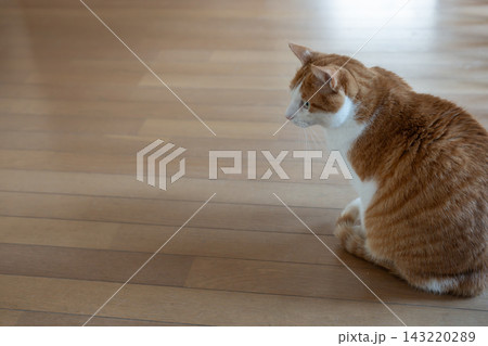 可愛い猫の後ろ姿 茶トラ白 可愛い猫の後ろ姿 茶トラ白 143220289
