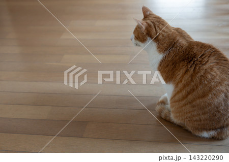 可愛い猫の後ろ姿　茶トラ白 143220290