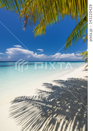 Coconut palms leaning powdery white shore vivid turquoise lagoon blue sky bright tropical island shade. Family beach holiday summer fun. Sunny carefree seaside memories 143220429