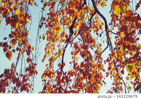 Light sky and bright birch trees autumn branches 143220679