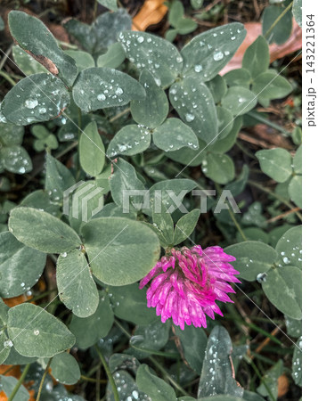 Red clover (Trifolium pratense) top view close-up, detailed pink flower and clover leaves covered in drops of dew or raindrops. Red clover (Trifolium pratense) top view close-up, detailed pink flower and clover leaves covered in drops of dew or raindrops. 143221364