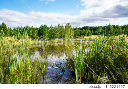 Quiet pond surrounded by tall reeds and green forest. Cloudy blue sky creates peaceful summer wetland landscape. Nature scene supports conservation, travel, and design Quiet pond surrounded by tall reeds and green forest. Cloudy blue sky creates peaceful summer wetland landscape. Nature scene supports conservation, travel, and design 143221607