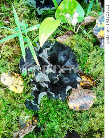 A black ruffled mushroom Craterellus cornucopioides ( horn of plenty,black chanterelle, trumpet of deadgrows ) among moss and fallen leaves. 143221611