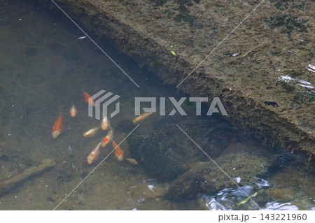 水路に逃げ出し野生化する金魚・錦鯉(新潟県内) 水路に逃げ出し野生化する金魚・錦鯉(新潟県内) 143221960