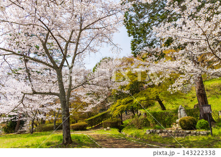 春の福島県二本松市 日本さくら名所100選 霞ヶ城公園(二本松城跡) 春の福島県二本松市 日本さくら名所100選 霞ヶ城公園(二本松城跡) 143222338