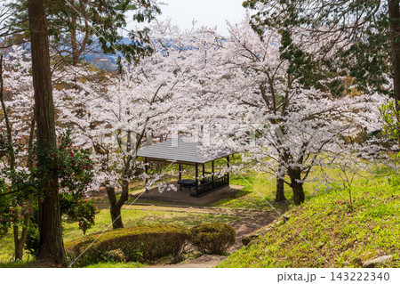 春の福島県二本松市　日本さくら名所100選　霞ヶ城公園（二本松城跡） 143222340