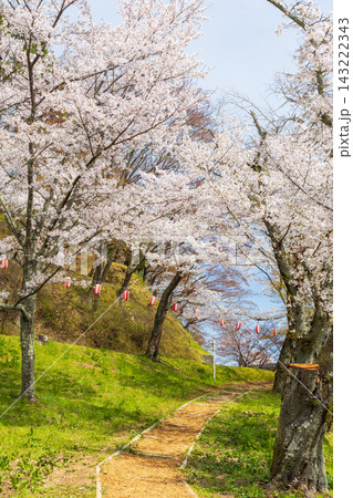 春の福島県二本松市 日本さくら名所100選 霞ヶ城公園(二本松城跡) 春の福島県二本松市 日本さくら名所100選 霞ヶ城公園(二本松城跡) 143222343