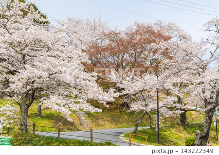 春の福島県二本松市　日本さくら名所100選　霞ヶ城公園（二本松城跡） 143222349