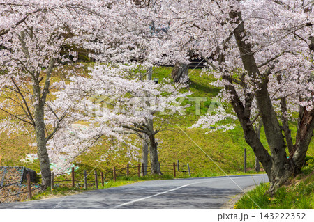 春の福島県二本松市　日本さくら名所100選　霞ヶ城公園（二本松城跡） 143222352