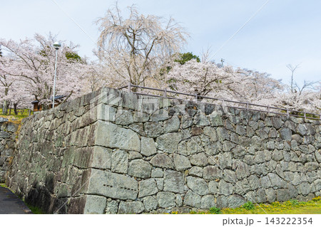 春の福島県二本松市 日本さくら名所100選 霞ヶ城公園(二本松城跡) 春の福島県二本松市 日本さくら名所100選 霞ヶ城公園(二本松城跡) 143222354