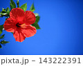 沖縄の青い空と赤いハイビスカス 143222391