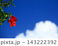 沖縄の青い空と赤いハイビスカス 143222392