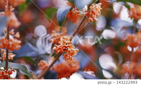 甘い香りの金木犀の花 甘い香りの金木犀の花 143222993