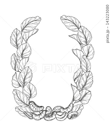 Cashew wreath with leaves, nut pile hand drawn black ink vector illustration. Healthy peeled kernel etching drawing. Template for herbal medicine design, Asian cuisine menu, spice label Cashew wreath with leaves, nut pile hand drawn black ink vector illustration. Healthy peeled kernel etching drawing. Template for herbal medicine design, Asian cuisine menu, spice label 143223080