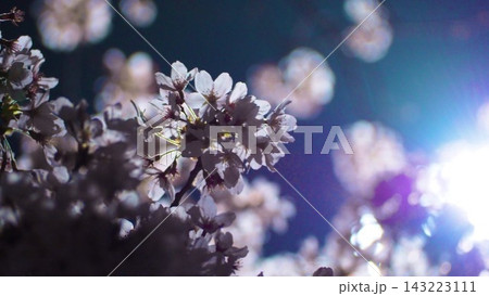 逆光に輝く桜 143223111