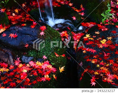 小川にかかる紅葉 小川にかかる紅葉 143223217