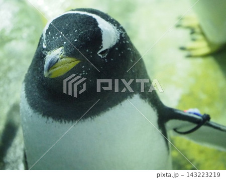 見上げるペンギン 143223219