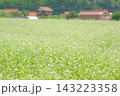 里の風情、満開の蕎麦の花 143223358