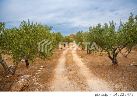 Olive grove with mature trees and dry soil, irrigation hoses visible on the ground in a rural agricultural setting in Milna, Croatia  143223475