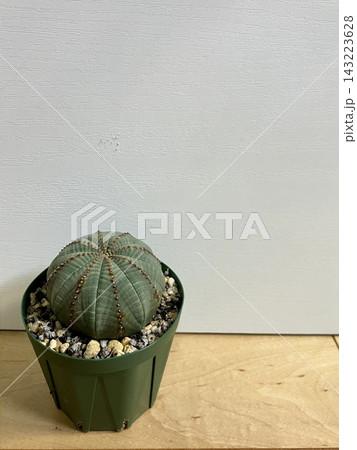 ユーフォルビア・オベサの鉢植え ユーフォルビア・オベサの鉢植え 143223628