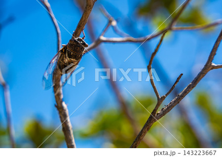 Close-up of a cicada perched on a dry branch against a bright blue sky with blurred green foliage in the background 143223667
