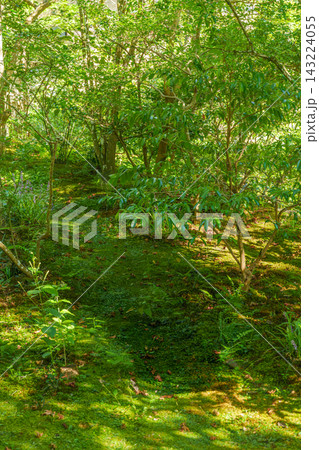 木もれ日が注ぐ美しい苔庭と青々とした新緑が広がる日本庭園 木もれ日が注ぐ美しい苔庭と青々とした新緑が広がる日本庭園 143224055