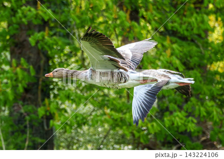 The flying greylag goose, Anser anser is a species of large goose The flying greylag goose, Anser anser is a species of large goose 143224106