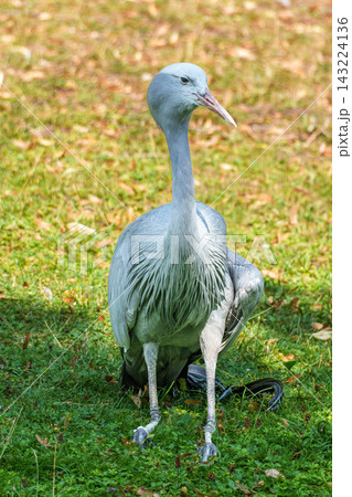 The Blue Crane, Grus paradisea, is an endangered bird The Blue Crane, Grus paradisea, is an endangered bird 143224136
