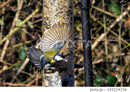 The Great Tit, Parus major from the tit family Paridae, perched on a bird feeder containing birdseed. The Great Tit, Parus major from the tit family Paridae, perched on a bird feeder containing birdseed. 143224156