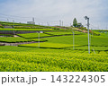 島田市の中條景昭像公園周辺の茶畑の風景(静岡県) 143224305