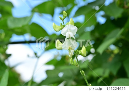 フジマメ(マメ科)フジマメ属のつる性の植物 フジマメ(マメ科)フジマメ属のつる性の植物 143224623