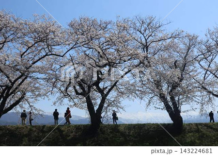あさひ舟川の桜と残雪の北アルプス あさひ舟川の桜と残雪の北アルプス 143224681