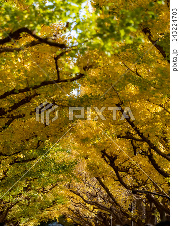 秋の青空と紅葉した外苑前のイチョウの木 秋の青空と紅葉した外苑前のイチョウの木 143224703